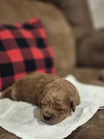 Emmet, a male Cavapoo for sale in Manns Choice, PA – 2 of 4