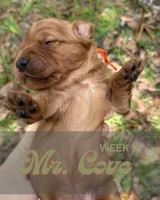 Mr. Cove, a male Miniature Goldendoodle for sale in Pensacola, FL – 5 of 7