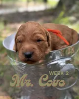 Mr. Cove, a male Miniature Goldendoodle for sale in Pensacola, FL – 4 of 7