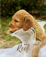 Mr. Reef, a male Miniature Goldendoodle for sale in Pensacola, FL – 1 of 8