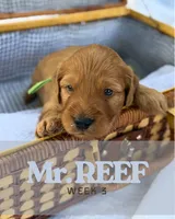 Mr. Reef, a male Miniature Goldendoodle for sale in Pensacola, FL – 6 of 8