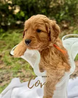 Mr. Cove, a male Miniature Goldendoodle for sale in Pensacola, FL – 2 of 7