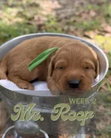 Mr. Reef, a male Miniature Goldendoodle for sale in Pensacola, FL – 7 of 8