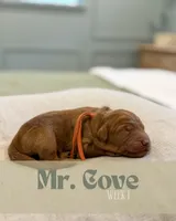 Mr. Cove, a male Miniature Goldendoodle for sale in Pensacola, FL – 7 of 7