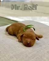Mr. Reef, a male Miniature Goldendoodle for sale in Pensacola, FL – 8 of 8