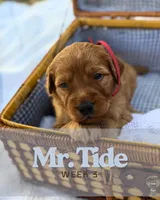 Mr. Tide, a male Miniature Goldendoodle for sale in Pensacola, FL – 5 of 7