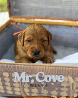 Mr. Cove, a male Miniature Goldendoodle for sale in Pensacola, FL – 6 of 7