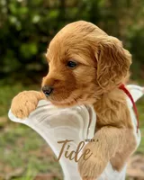Mr. Tide, a male Miniature Goldendoodle for sale in Pensacola, FL – 2 of 7