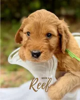 Mr. Reef, a male Miniature Goldendoodle for sale in Pensacola, FL – 3 of 8