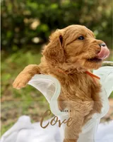 Mr. Cove, a male Miniature Goldendoodle for sale in Pensacola, FL – 3 of 7