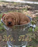 Mr. Tide, a male Miniature Goldendoodle for sale in Pensacola, FL – 6 of 7