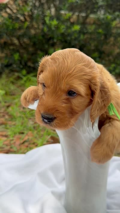 Mr. Reef, a male Miniature Goldendoodle for sale in Pensacola, FL – 2 of 8