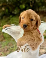 Mr. Tide, a male Miniature Goldendoodle for sale in Pensacola, FL – 1 of 7