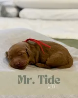 Mr. Tide, a male Miniature Goldendoodle for sale in Pensacola, FL – 7 of 7