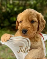 Mr. Tide, a male Miniature Goldendoodle for sale in Pensacola, FL – 3 of 7