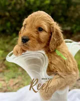Mr. Reef, a male Miniature Goldendoodle for sale in Pensacola, FL – 5 of 8