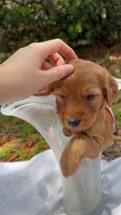Mr. Tide, a male Miniature Goldendoodle for sale in Pensacola, FL – 4 of 7