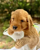 Mr. Reef, a male Miniature Goldendoodle for sale in Pensacola, FL – 4 of 8