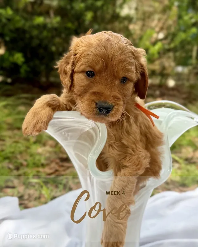 Mr. Cove – Miniature Goldendoodle puppy for sale in Pensacola, FL