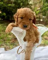 Mr. Cove, a male Miniature Goldendoodle for sale in Pensacola, FL – 1 of 7