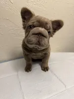 Big Rope Izabella fluffy female , a female French Bulldog for sale in Austintown, OH – Photo 1 of 4