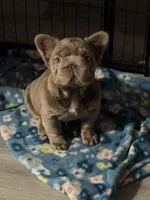 Big Rope Izabella fluffy female , a female French Bulldog for sale in Austintown, OH – Photo 4 of 4