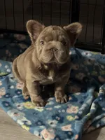 Big Rope Izabella fluffy female , a female French Bulldog for sale in Austintown, OH – Photo 2 of 4