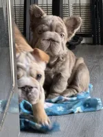 Big Rope Izabella fluffy female , a female French Bulldog for sale in Austintown, OH – Photo 3 of 4