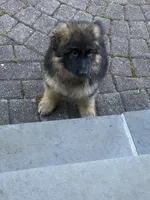 Diva, a female German Shepherd Dog for sale in Redding, CT – 6 of 10