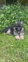 Diva, a female German Shepherd Dog for sale in Redding, CT – 2 of 10
