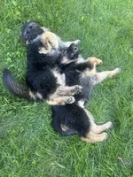 Diva, a female German Shepherd Dog for sale in Redding, CT – 7 of 10
