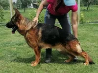 Diva, a female German Shepherd Dog for sale in Redding, CT – 10 of 10