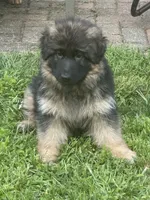 Diva, a female German Shepherd Dog for sale in Redding, CT – 5 of 10