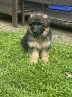 Diva, a female German Shepherd Dog for sale in Redding, CT – 4 of 10