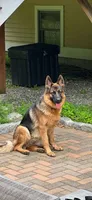 Diva, a female German Shepherd Dog for sale in Redding, CT – 9 of 10