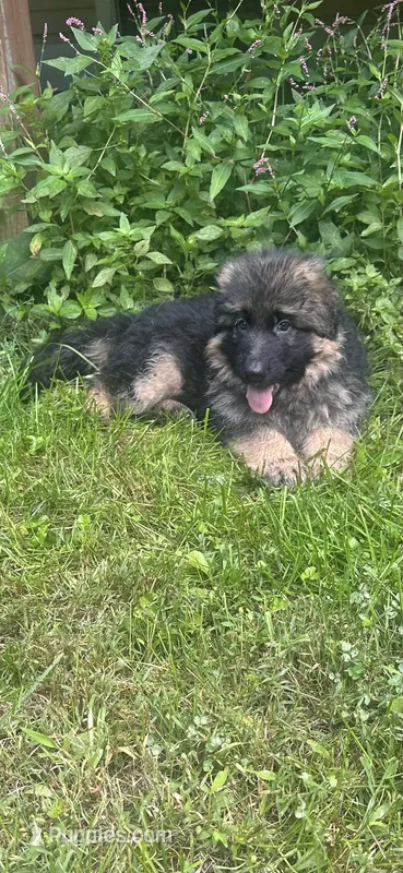 Diva – German Shepherd Dog puppy for sale in Redding, CT