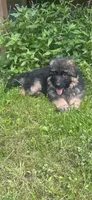 Diva, a female German Shepherd Dog for sale in Redding, CT – 1 of 10