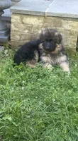 Diva, a female German Shepherd Dog for sale in Redding, CT – 3 of 10