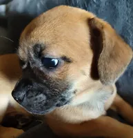 Rusty or Rowdy , a male Chihuahua and Pekingese for sale in Garfield, AR – Photo 2 of 3