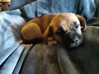 Rusty or Rowdy , a male Chihuahua and Pekingese for sale in Garfield, AR – Photo 3 of 3