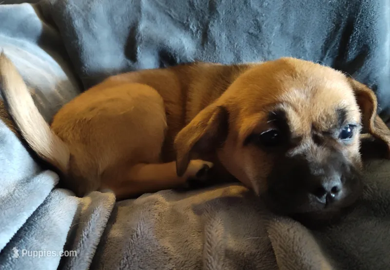 Rusty or Rowdy  – Chihuahua, Pekingese puppy on hold in Garfield, AR