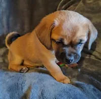 Rusty, a male Chihuahua and Pekingese for sale in Garfield, AR – Photo 2 of 2