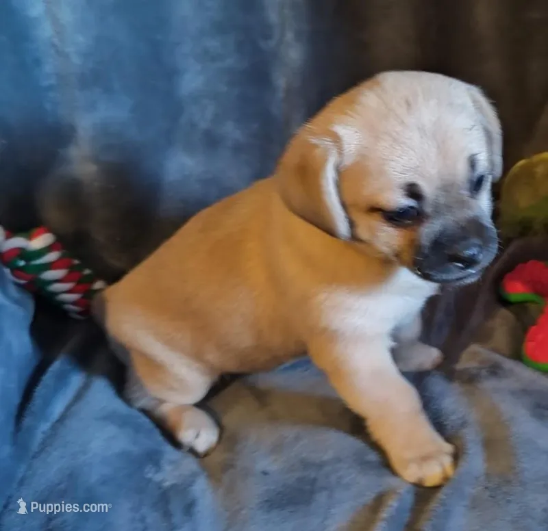 Angel – Chihuahua, Pekingese puppy for sale in Garfield, AR