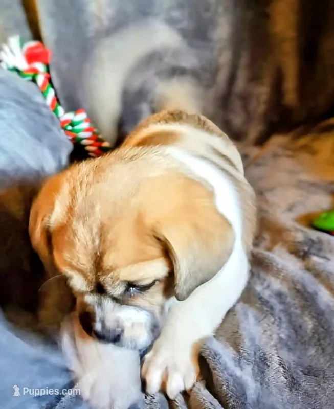 Chief – Chihuahua, Pekingese puppy for sale in Garfield, AR