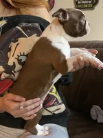 AKC - Rachel, a female Boston Terrier for sale in Red Oak, TX – 4 of 7