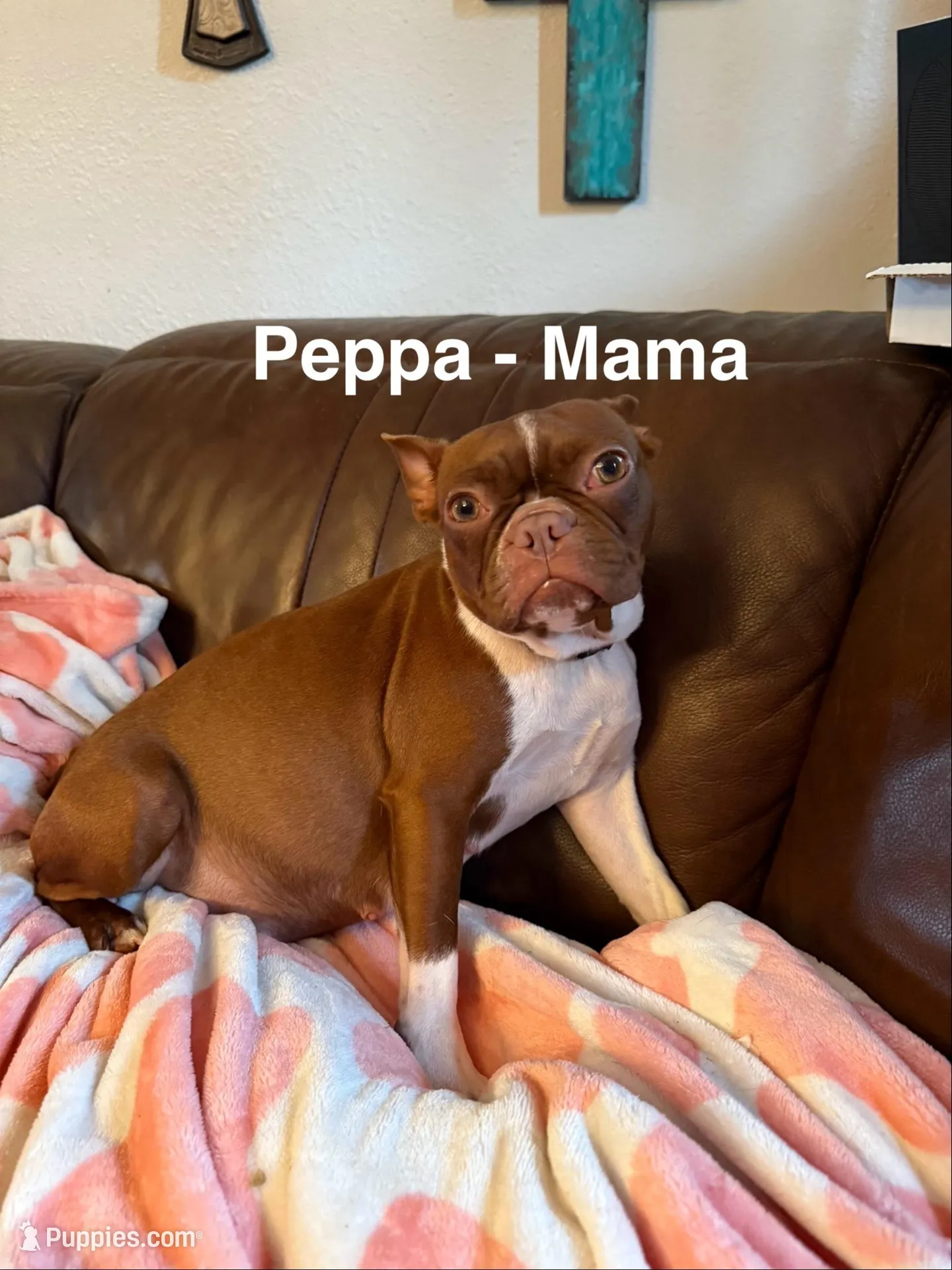 AKC - Lucy, a female Boston Terrier for sale in Red Oak, TX – Photo 4 of 6