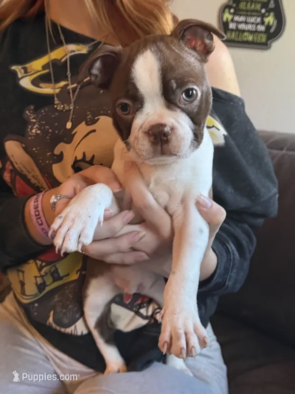 AKC - Phoebe – Boston Terrier puppy for sale in Red Oak, TX