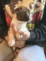 AKC - Ross, a male Boston Terrier for sale in Red Oak, TX – 5 of 7