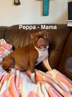 AKC - Phoebe, a female Boston Terrier for sale in Red Oak, TX – 6 of 7
