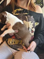 AKC - Ross, a male Boston Terrier for sale in Red Oak, TX – 3 of 7